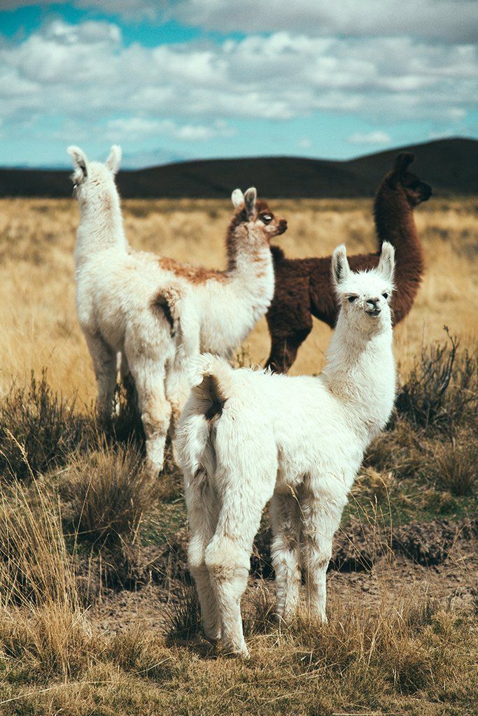 pinterest llama