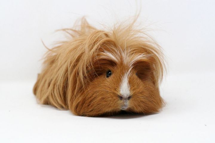 guinea pigs breeders near me