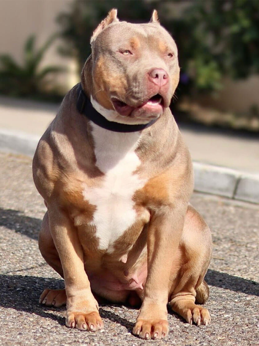 classic american bully breeders