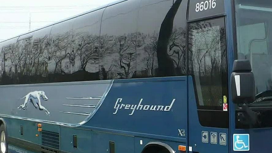 greyhound bu