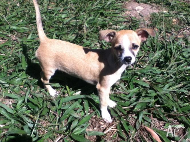 chihuahua x jack russell for sale