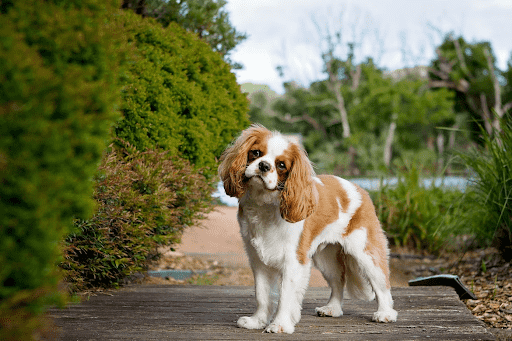 cavalier dog price