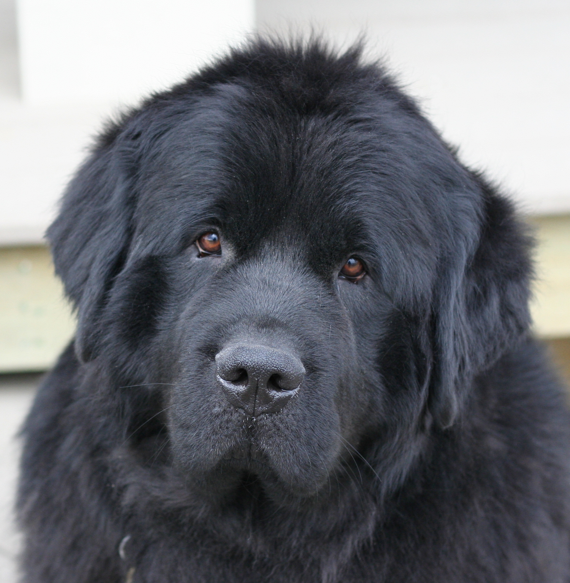 dog breeders in newfoundland and labrador