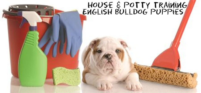 potty training bulldog puppy