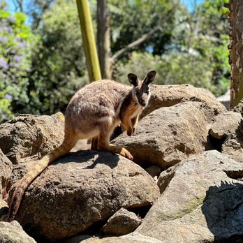 featherdale wildlife park reviews