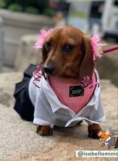 sausage dog costume