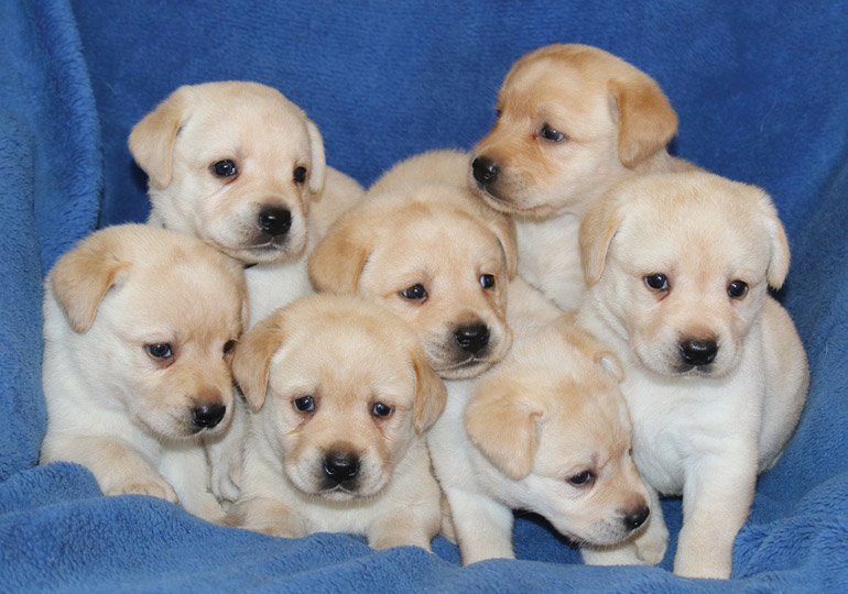 puppies for sale nsw