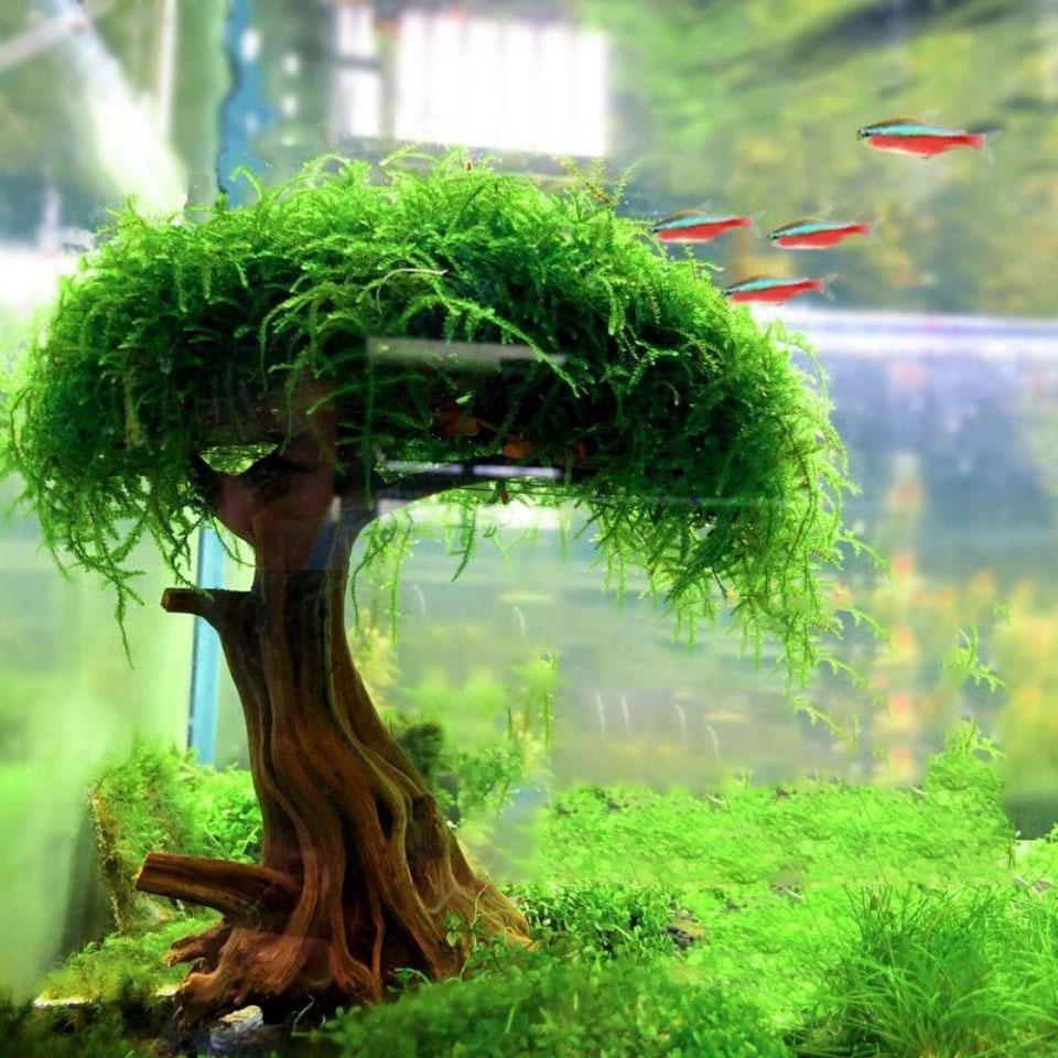 moss aquarium plants