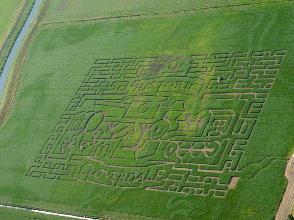 corn maze in surrey