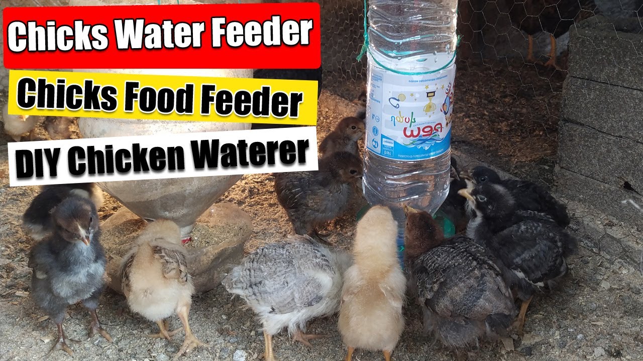 diy chick water feeder