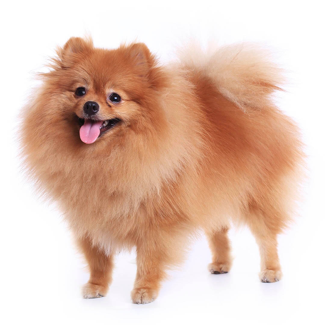 pomeranian dog pics