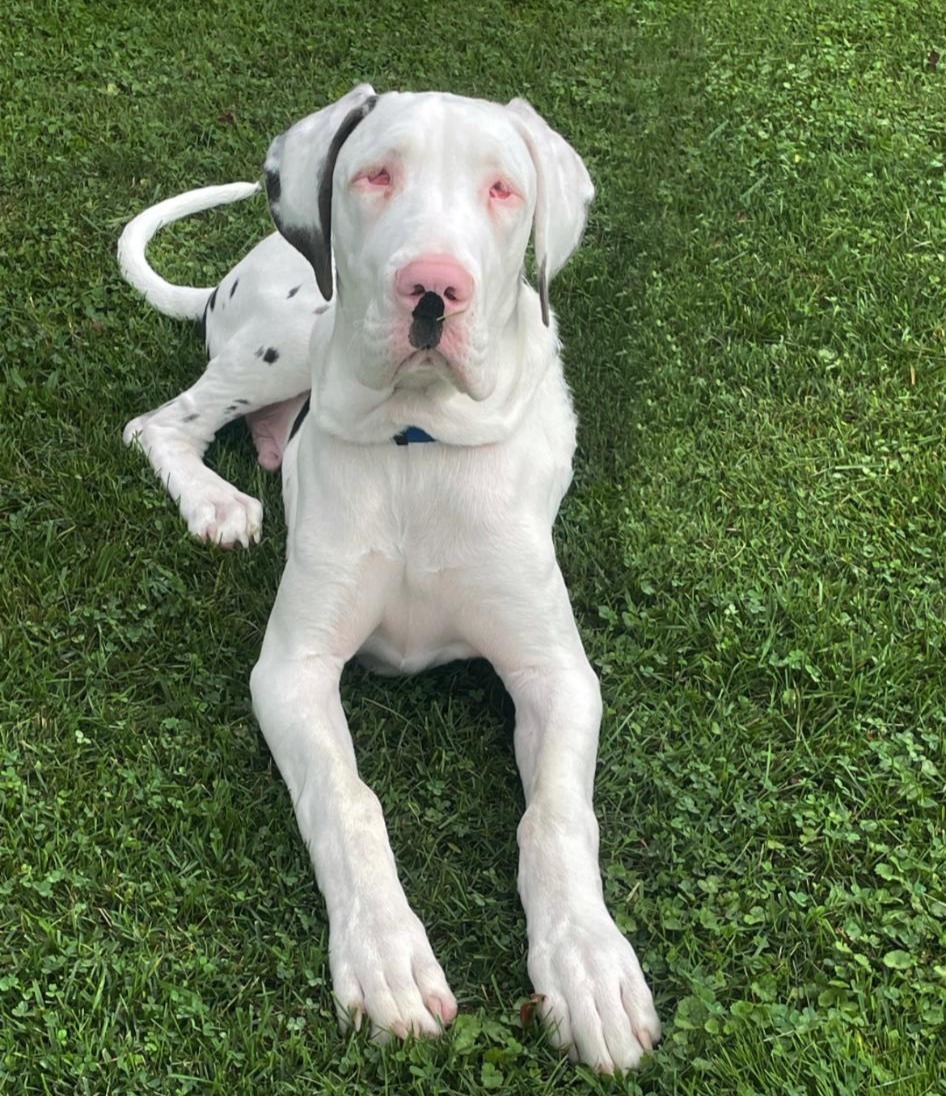 pa great dane rescue