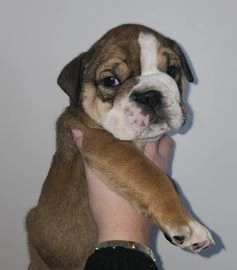 bulldogs for sale liverpool