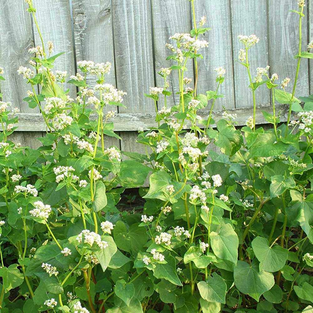 buckwheat plant pictures