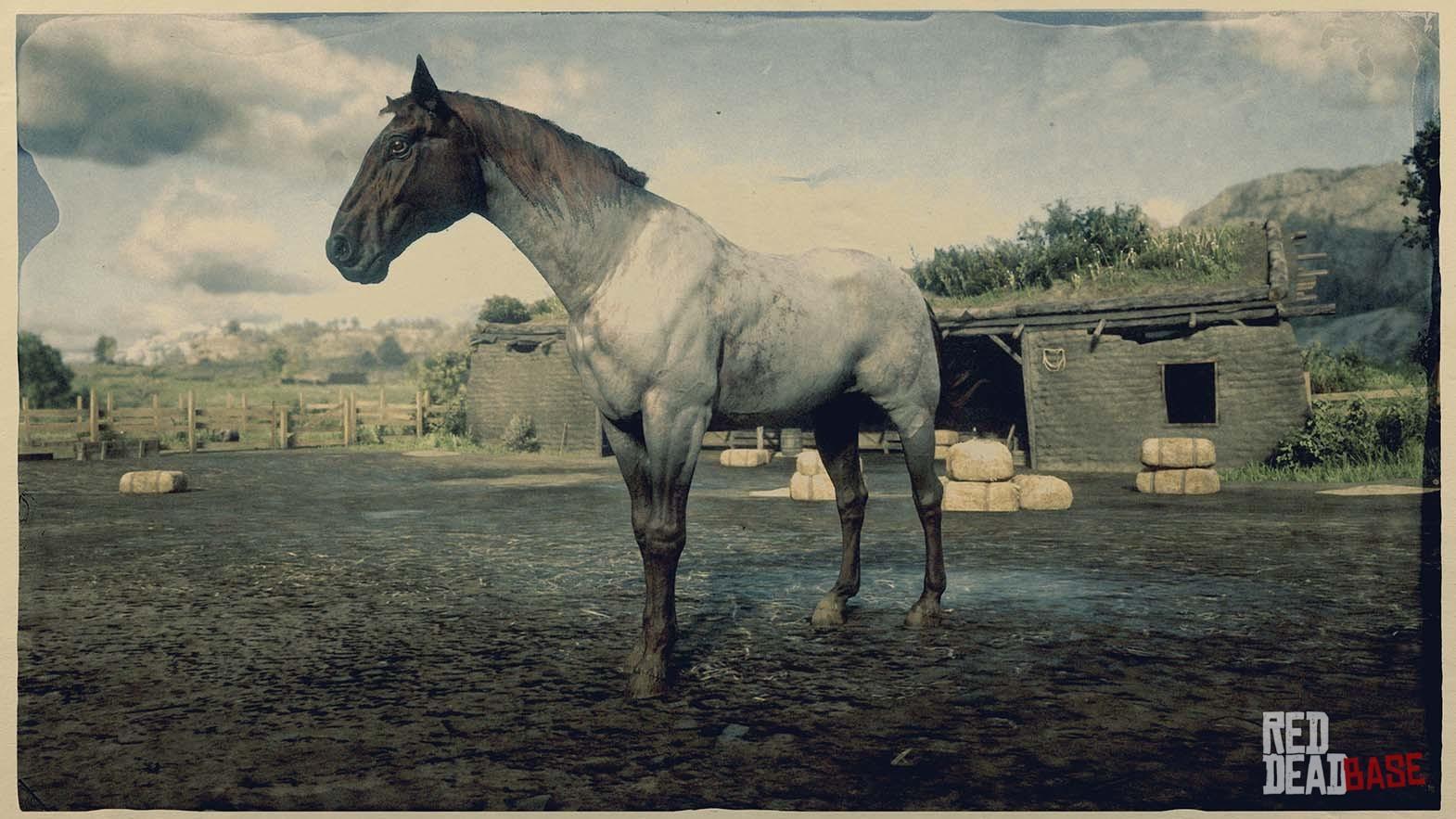 dutch warmblood rdr2