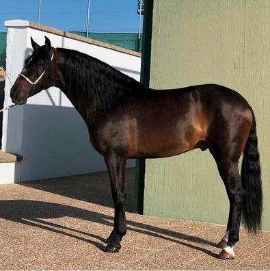 milanuncios caballos andalucia