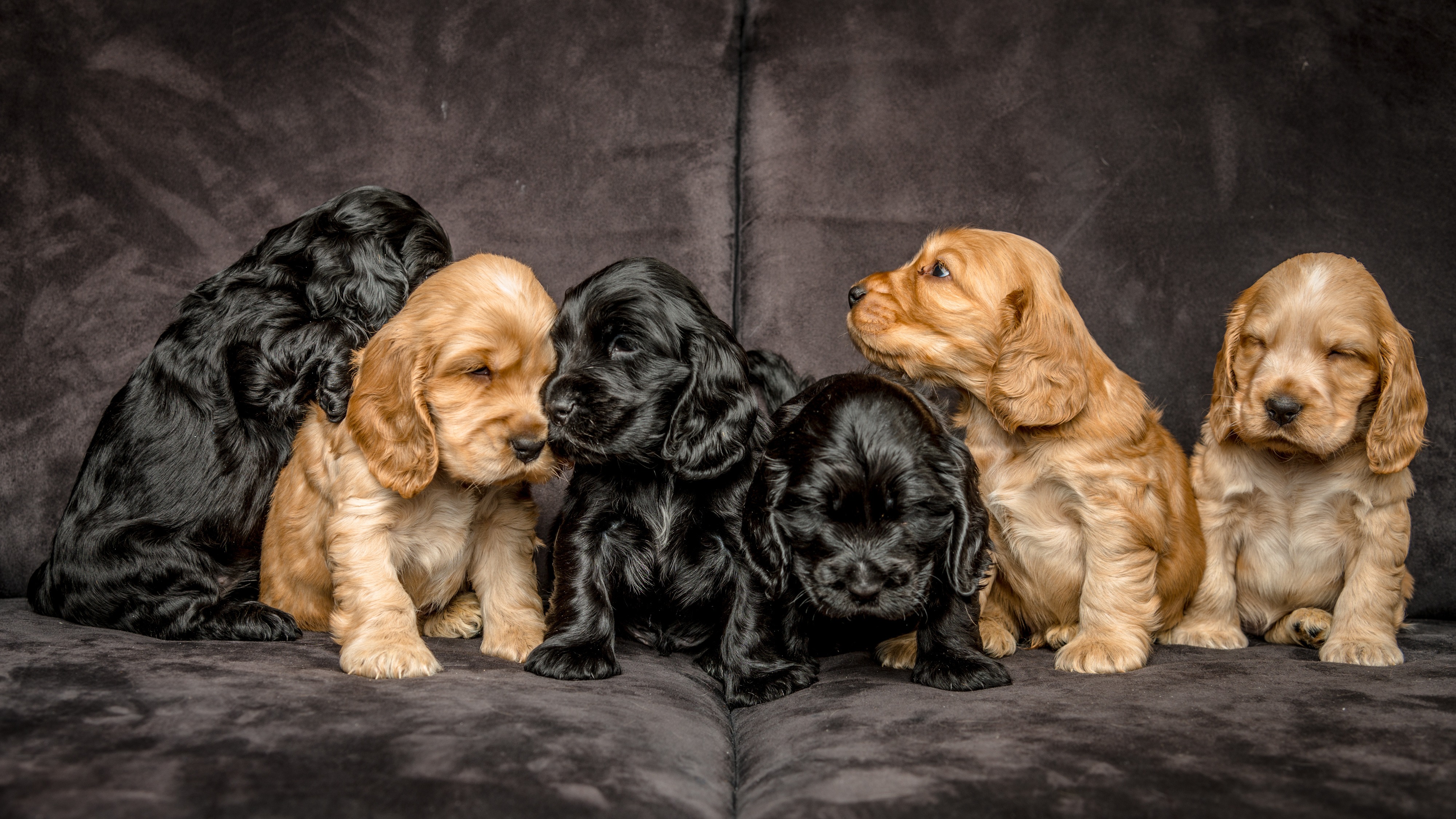 cocker spaniel puppies for sale scotland