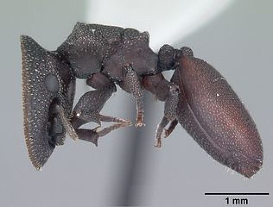 doorhead ant