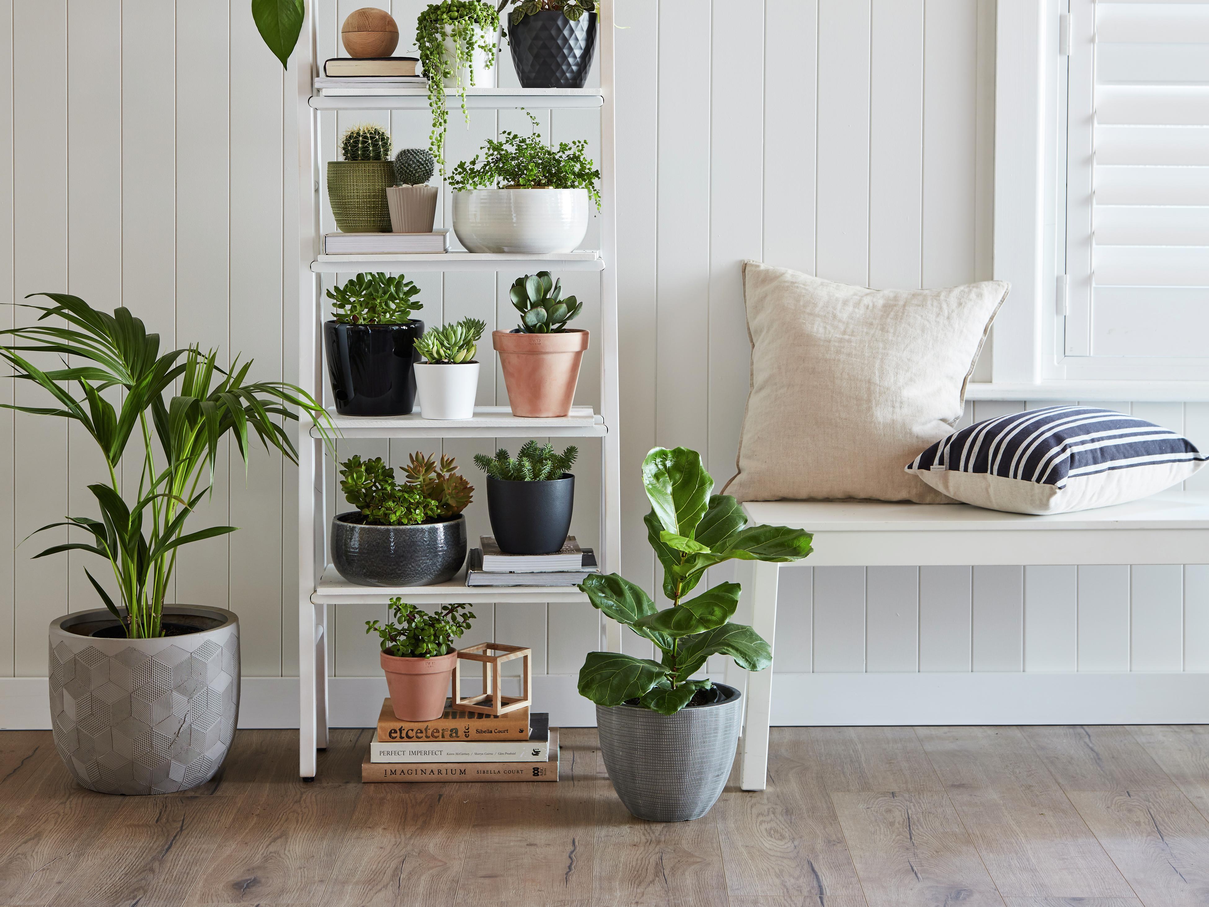 indoor plants bunnings