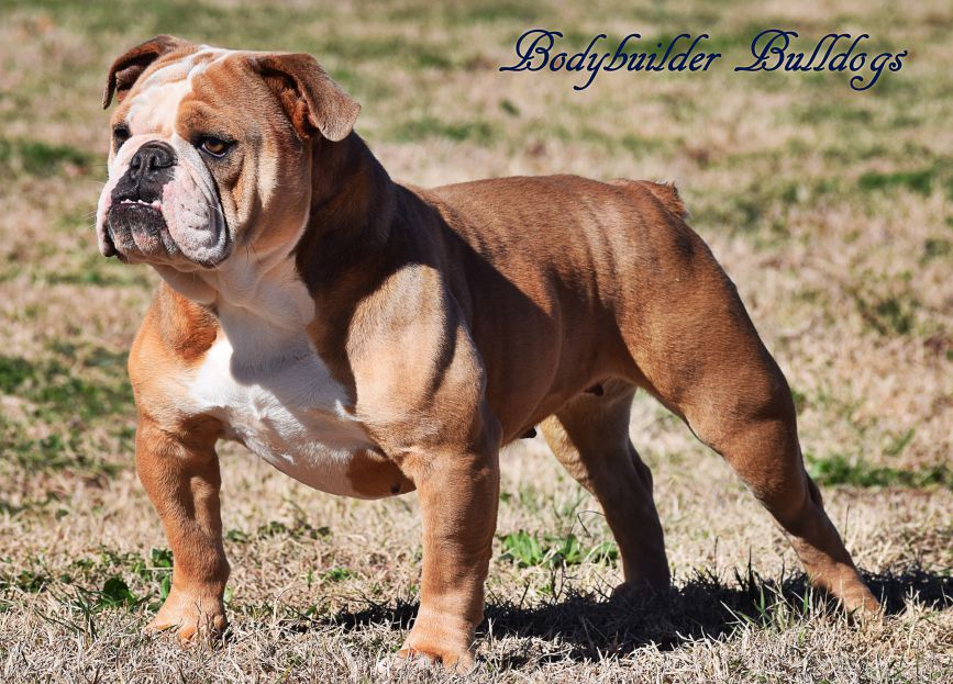 old english bulldog puppies for sale