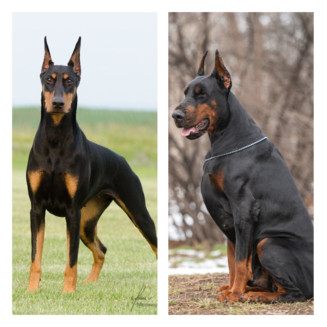 european doberman vs american doberman