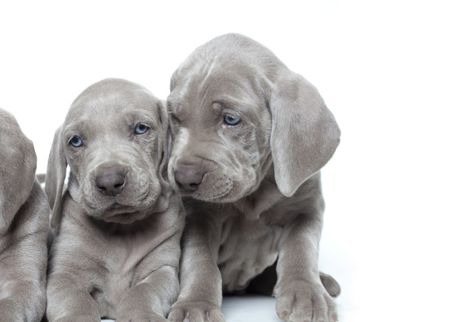 dog weimaraner puppy for sale