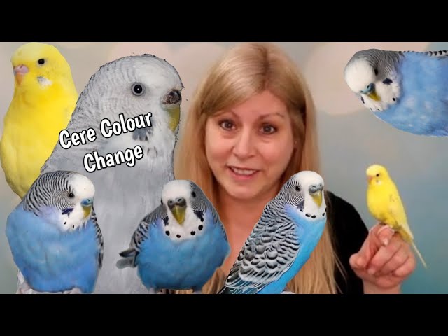 budgie cere