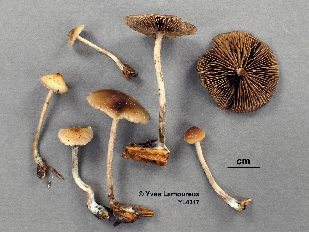 psilocybe caerulipes pictures