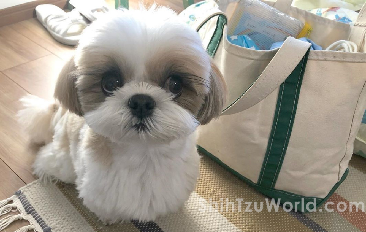 are shih tzu dogs hypoallergenic