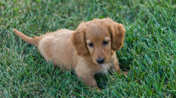 golden retriever mixed with a wiener dog