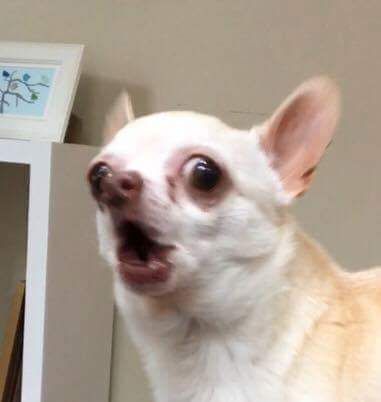 chihuahua meme face