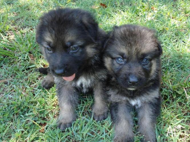 german shepherd for sale qld