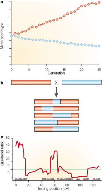 quantitative trait loci