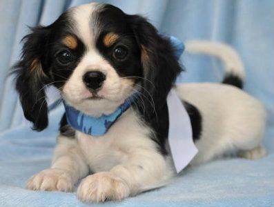 cavalier and chihuahua mix