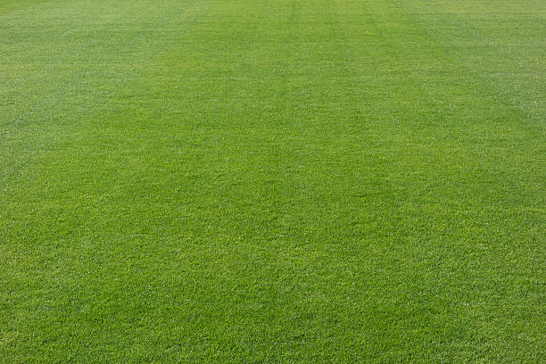 cricket pitch texture