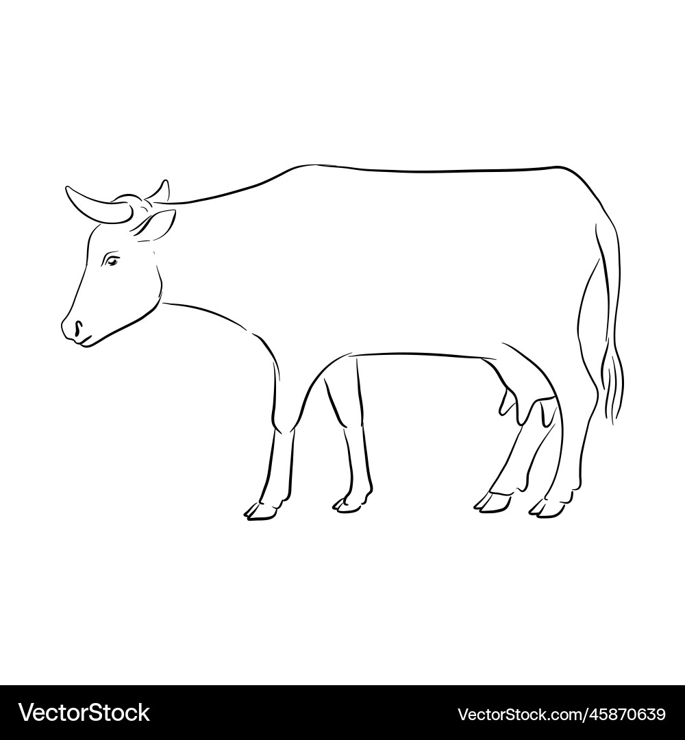 cow sketch