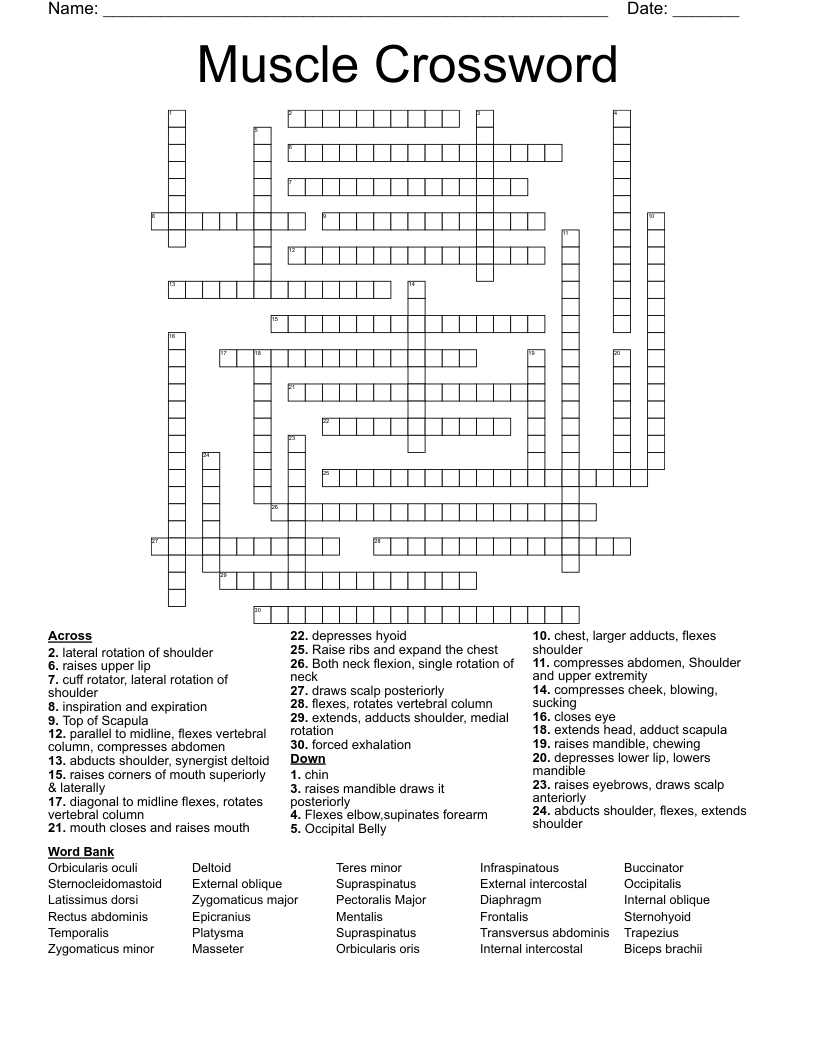 chest muscles for short crossword