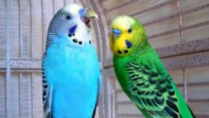 budgies singing