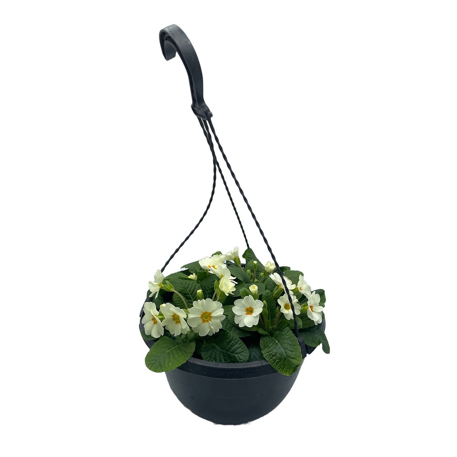 hanging baskets homebase