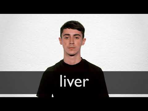 liver in spanish translation