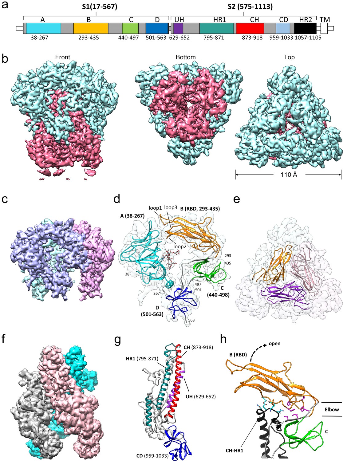 coronavirus 229e