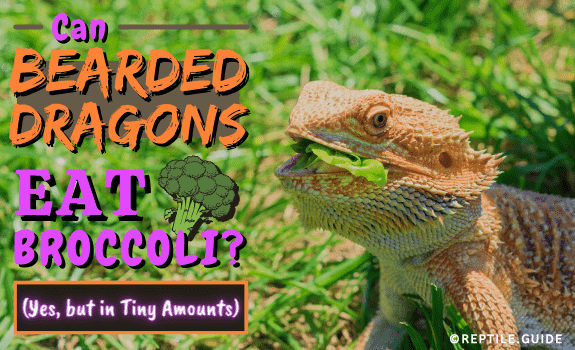 can bearded dragons eat raw broccoli