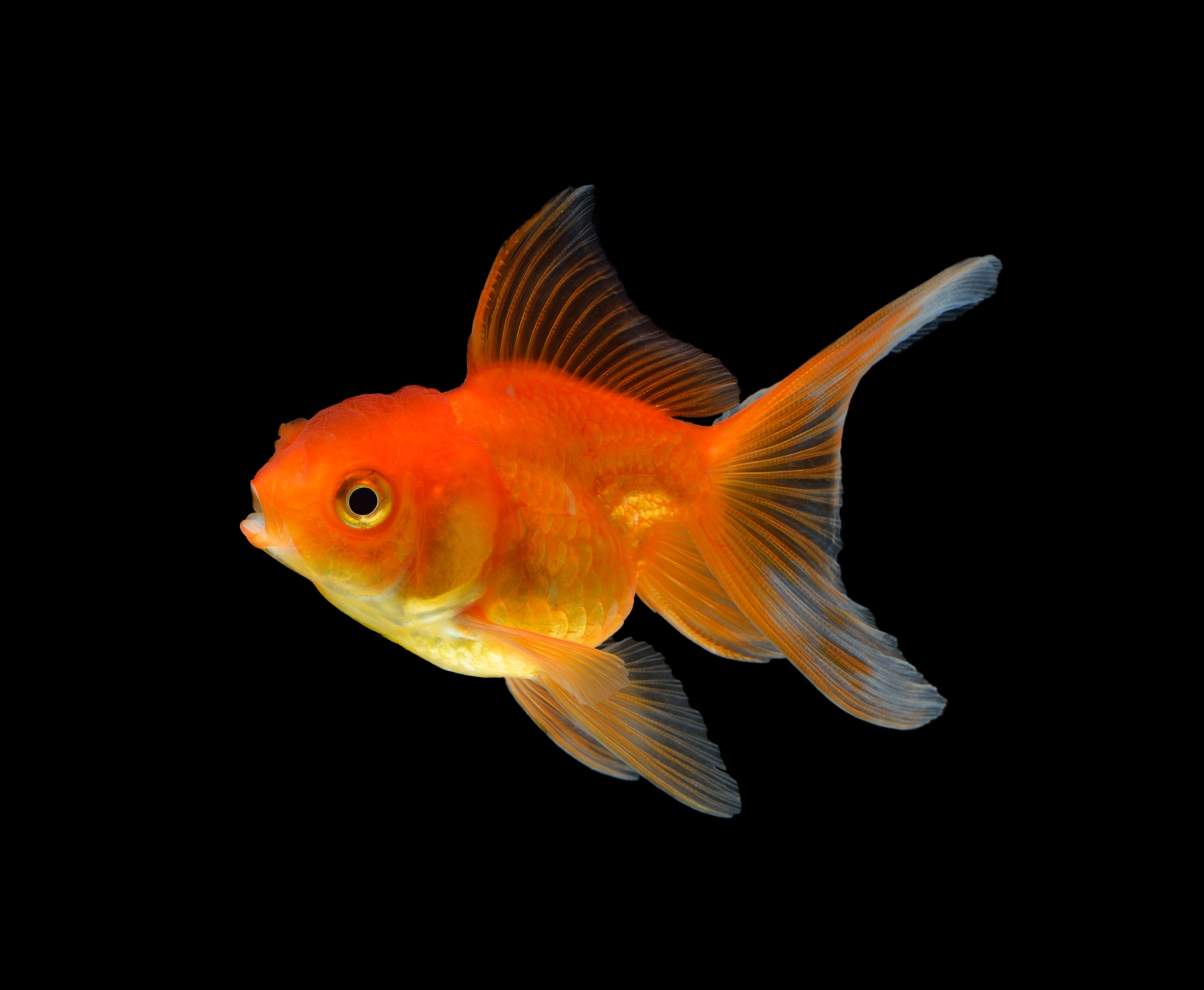 pic of a goldfish