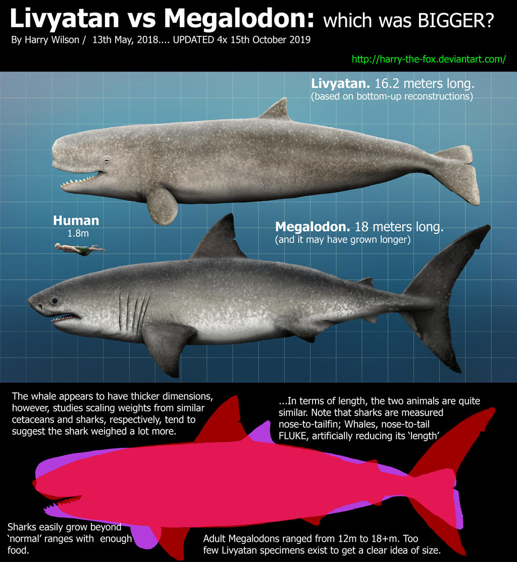 livyatan vs megalodon