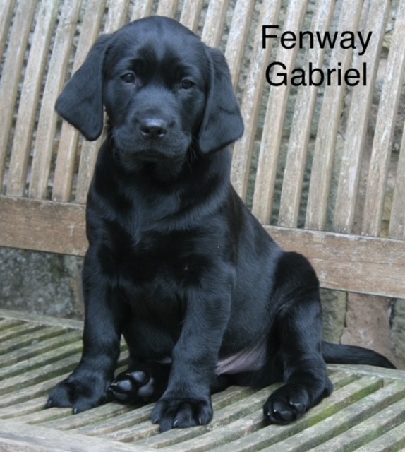 labrador puppies for sale in uk