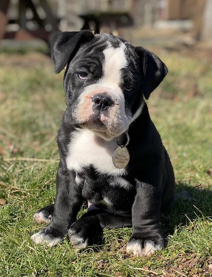 black old english bulldog