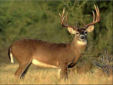 when do nys hunting licenses go on sale 2023