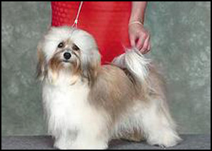 havanese breeders nova scotia