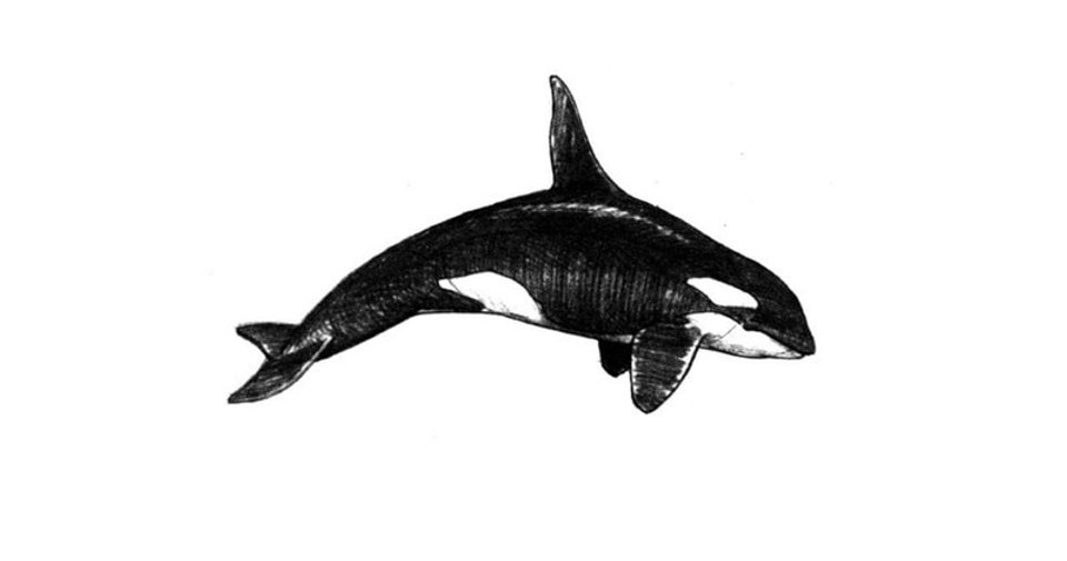 killer whale drawing