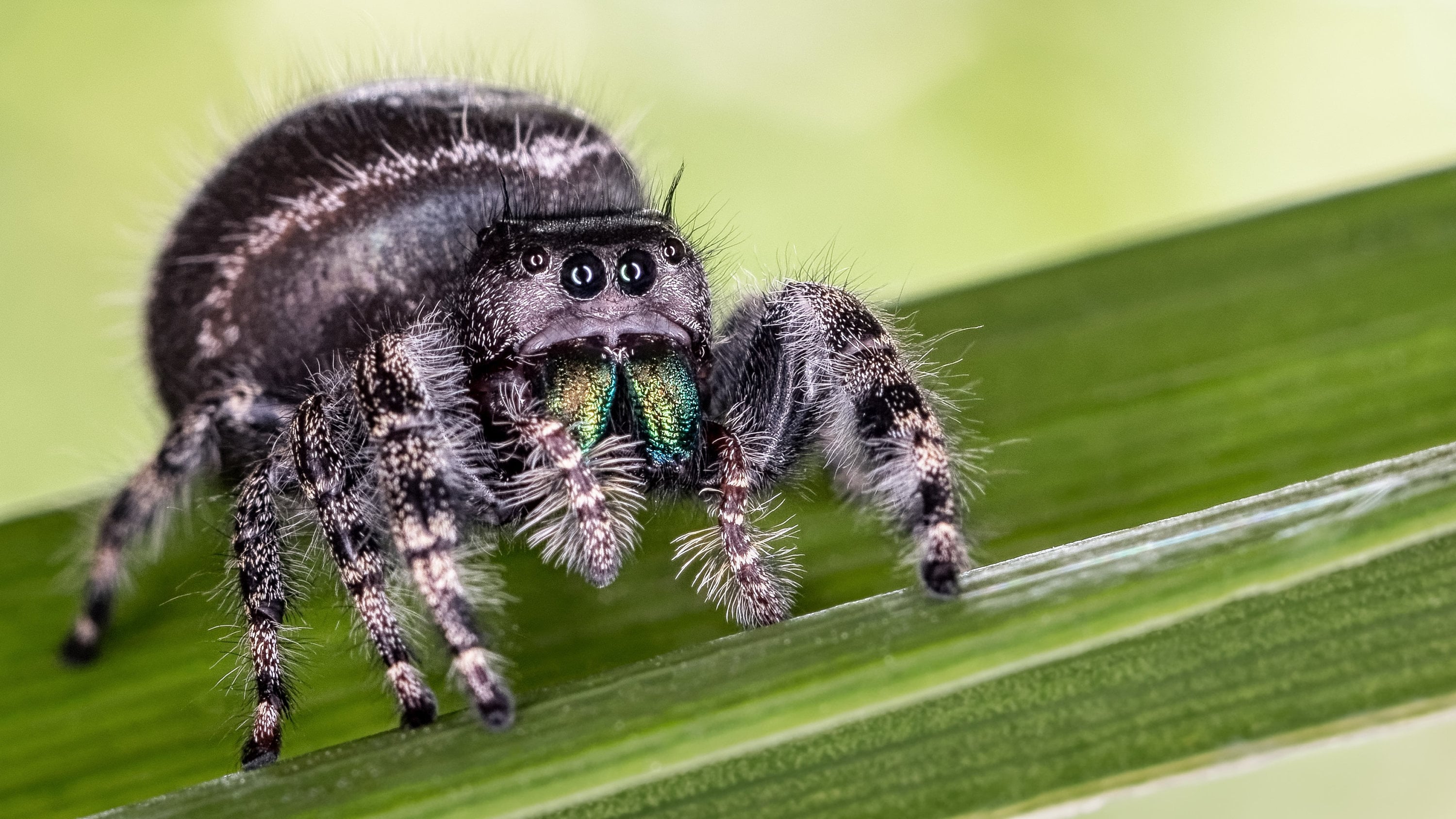 jumping spiders for sale